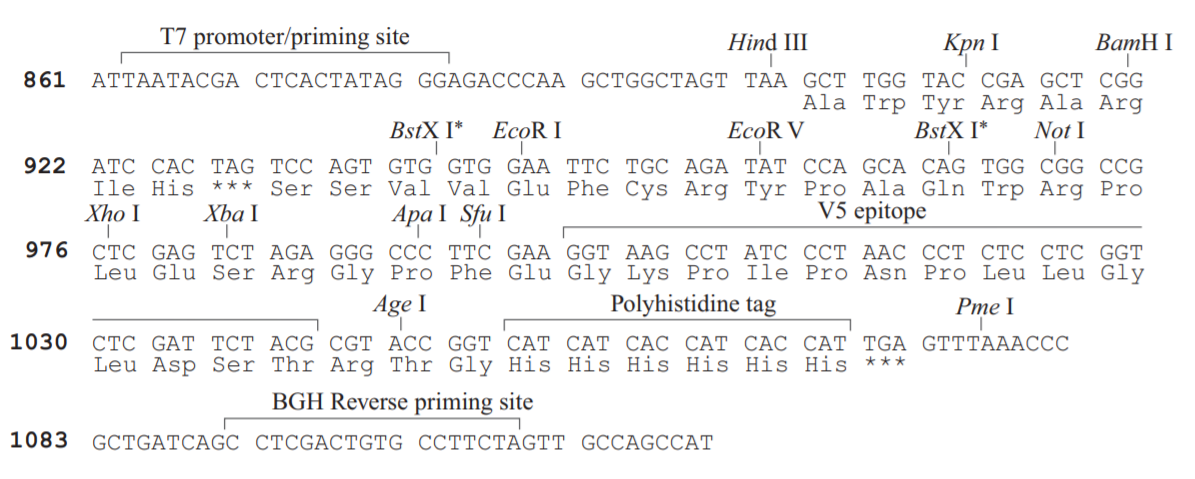 pcDNA3.1-V5-His A载体图谱1